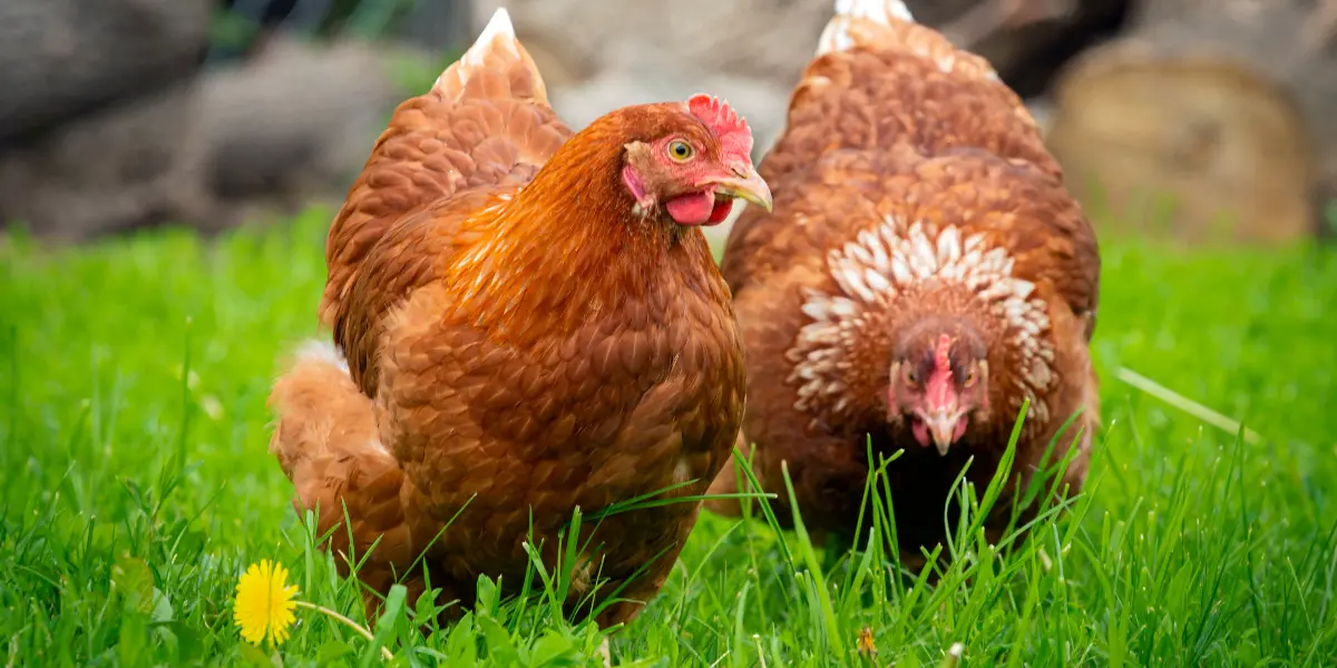 Galinhas REIS AGRO criadas ao ar livre